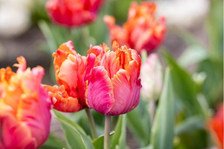 Tulpan 'Amazing Parrot'